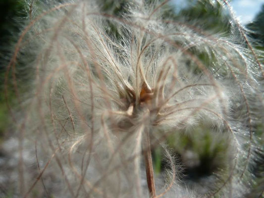 Pine-Hyacinth--Clematis Baldwinii.jpg