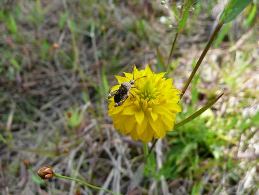 MILKWORT, Yellow--Polygala rugelii.jpg