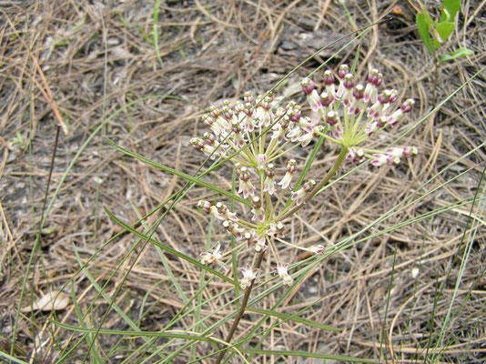 Milkweed--Asclepias tuberosa