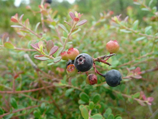 Shiny Blueberry-Vaccinium myrsinites