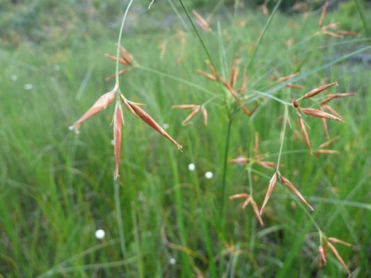 Narrowfruit Horned Beaksedge--Rhynchospora inundata