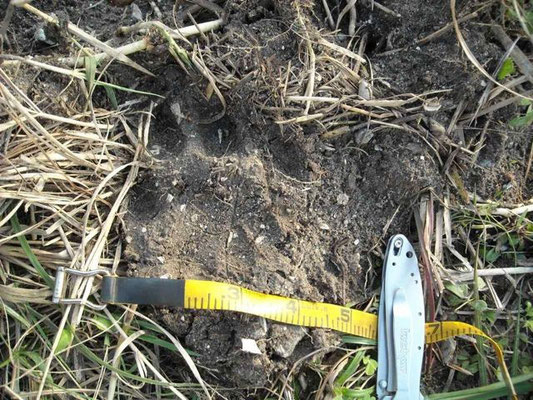 Ruler to provide relative size of panther track in Carlton Reserve, Feb. 2010