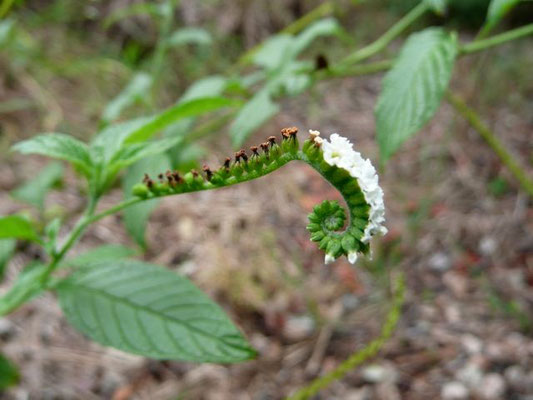 Scorpion-tail, Heliotropium angiospermum