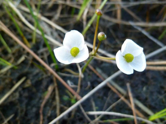 Duck Potato, Arrowhead--Sagittaria