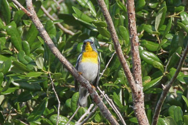 Northern parula. Copyright 2012 William E. Heyd.  All rights reserved.