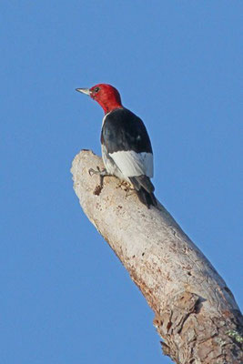 Red-headed Woodpecker. Copyright 2012 William E. Heyd.  All rights reserved.