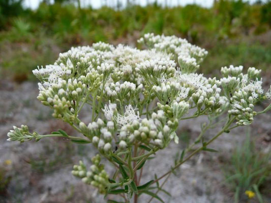 Eupatorium/Mohr's Thoroughwort--Eupatorium mohrii