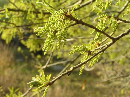 Pop Ash--Fraxinus caoliniana