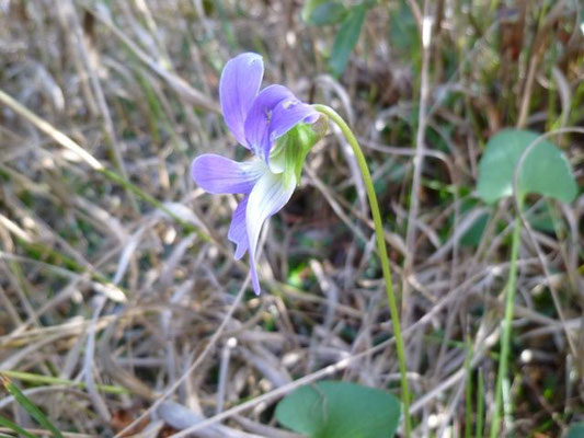 Violet, Florida-Viola affinis