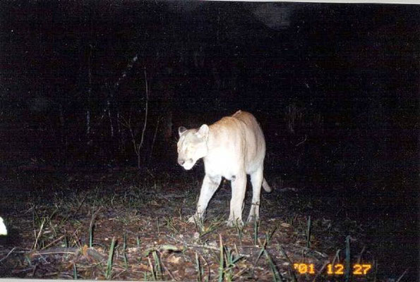 Male panther in Carlton Reserve Dec. 2001