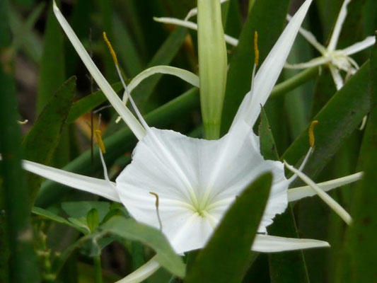 Spider Lily, Hymenocallis latifolia