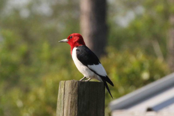 Red-headed Woodpecker. Copyright 2011 William E. Heyd.  All rights reserved.