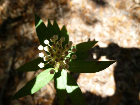 Milkweed--Asclepias tuberosa