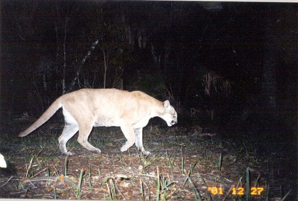 Male panther in Carlton Reserve Dec. 2001