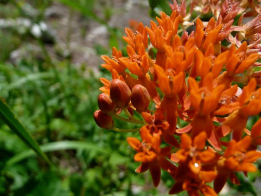 Milkweed, Savannah--Asclepias pedicellata