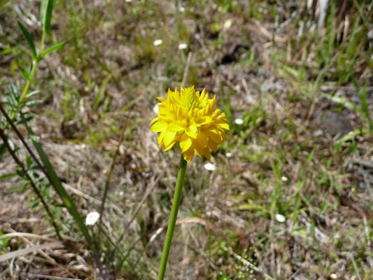 MILKWORT, Yellow--Polygala rugelii.jpg