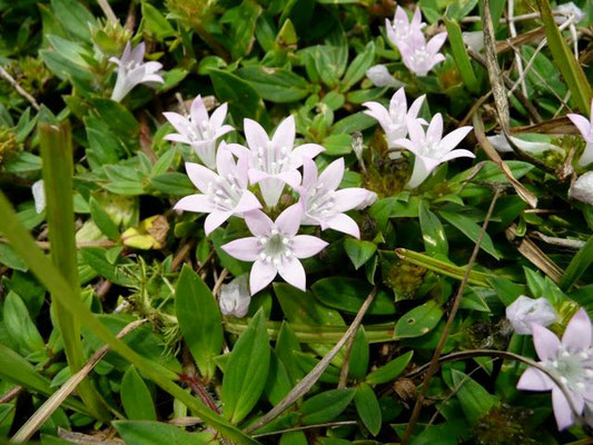 Mexican clover--Richardia grandiflora