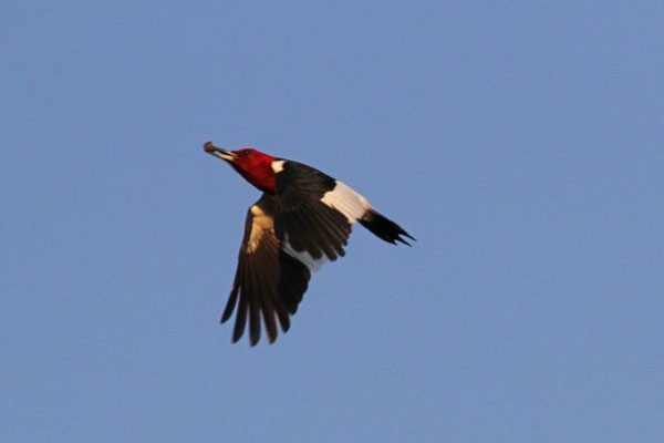 Red-headed Woodpecker. Copyright 2011 William E. Heyd.  All rights reserved.