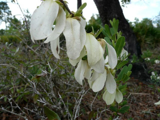 Paw Paw--Asimina reticulata