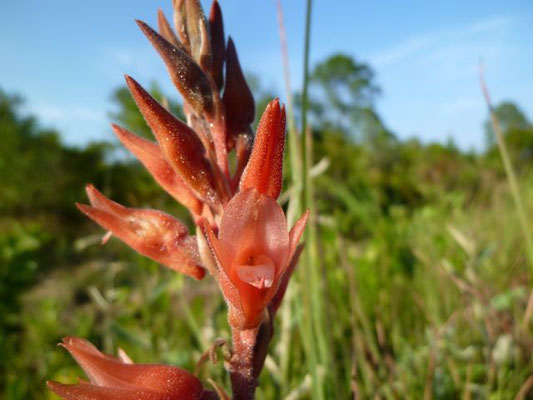 Scarlet Ladies' Tresses--Sacoila