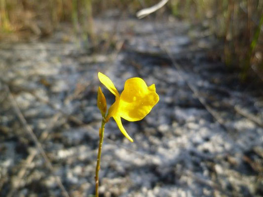 Bladderwort, Horned-Utricularia cornuta