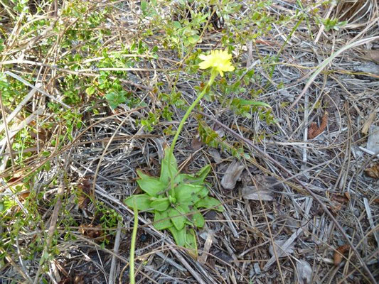 Butterwort, small--Pinguicula lutea