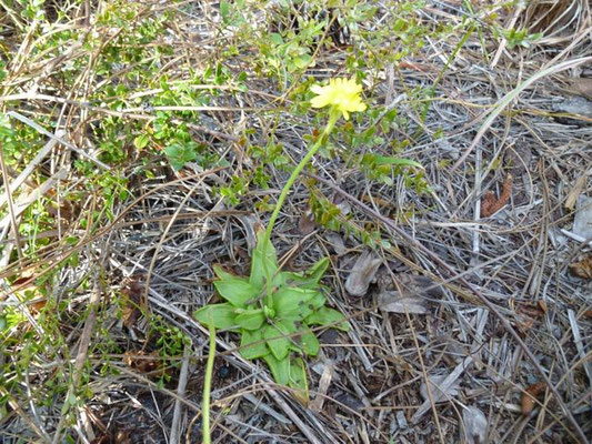 Butterwort, small--Pinguicula lutea