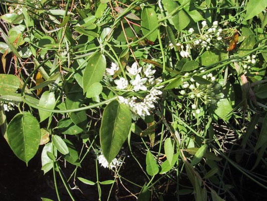 White Twinevine - Sarcostemma clausum