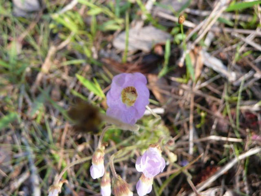 Butterwort, Small--Pinguicula Pumila