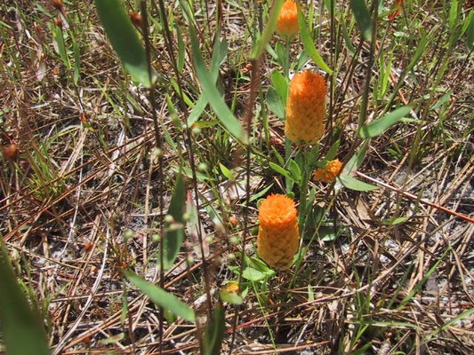 Milkwort, Orange,/Candy Weed--Polygala lutea