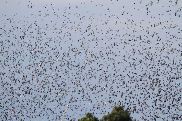 Tree Swallows. Copyright 2012 William E. Heyd.  All rights reserved.