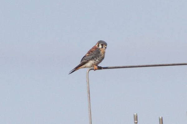 Kestrel (male). Copyright 2012 William E. Heyd.  All rights reserved.