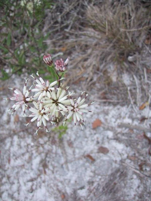 Palafoxia feayi