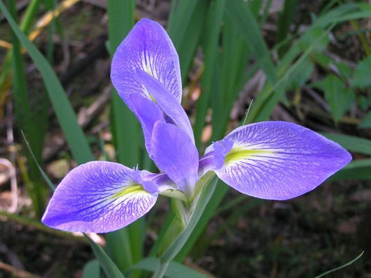 Iris, Southern Blue Flag (Iris virginica)