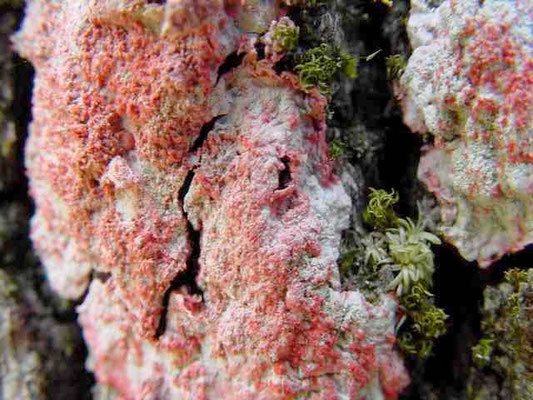 Christmas lichen--Cryptothecia rubrocincta