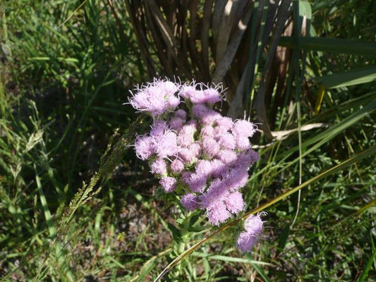 Paintbrush--Carphephorus corymbosus