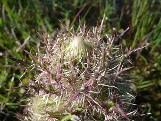 Thistle, Purple-Cirsium horridulum