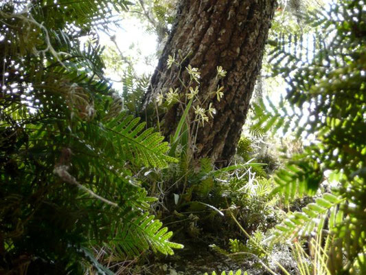 Butterfly Orchid--Encyclia tampensis