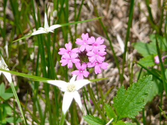 Verbena-Glandularia tampensis