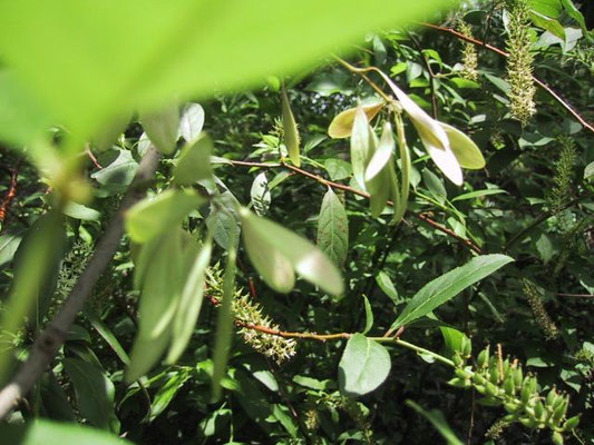 Pop Ash--Fraxinus caoliniana