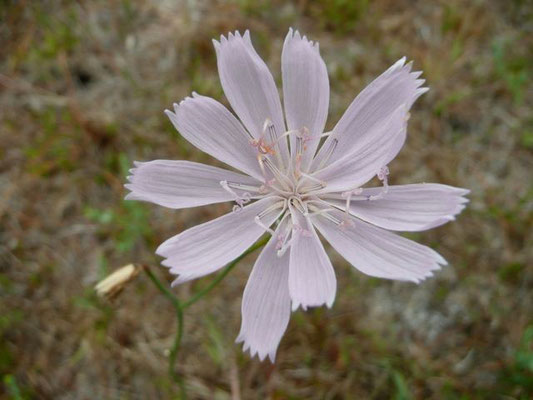 Rose-Rush - Lygodesmia aphylla
