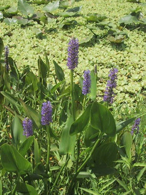 Pickerelweed--Pontederia cordata