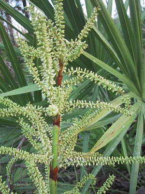 Saw Palmetto-Serenoa repens