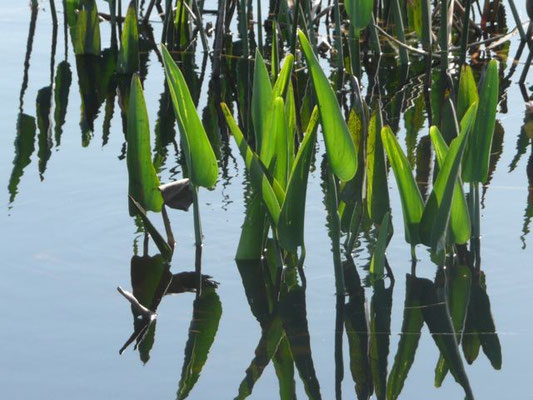 Pickerelweed--Pontederia cordata