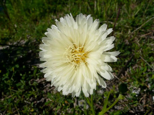 Carolina Desertchicory- Pyrrhopappus carolinianus