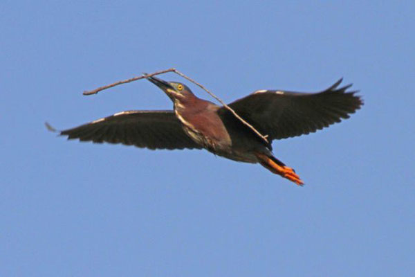 Green heron. Copyright 2012 William E. Heyd.  All rights reserved.