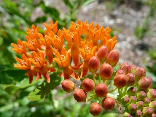 Milkweed, Savannah--Asclepias pedicellata