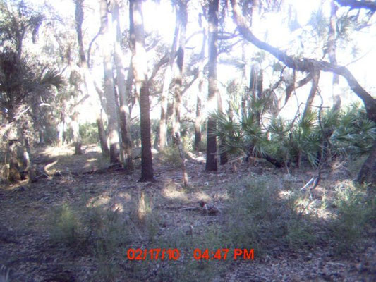 Possible Panther in the Carlton Reserve Feb. 2010 (under palmetto, center right)