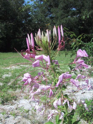 PINKQUEEN SPIDERFLOWER--Cleome hassleriana