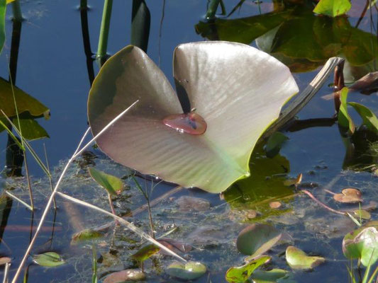 Spatter-dock, Cowlily--Nuphar luteum